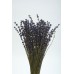 LAVENDER ENGLISH  Natural 11'-15"